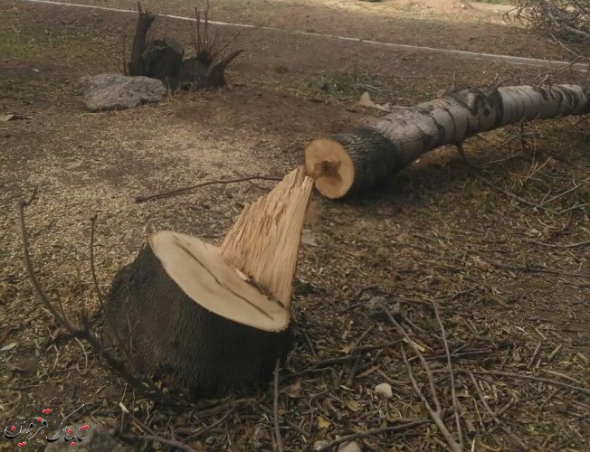 دستگیری متخلفین قطع درختان کمربند سبز مسیر«قزوین- تاکستان»