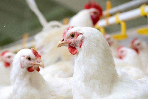 مازاد تولید مرغداران را زمین‌گیرکرد/بازار مرغ گلستان در قبضه دلالان