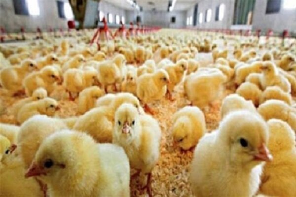 مازاد تولید مرغداران را زمین‌گیرکرد/بازار مرغ گلستان در قبضه دلالان