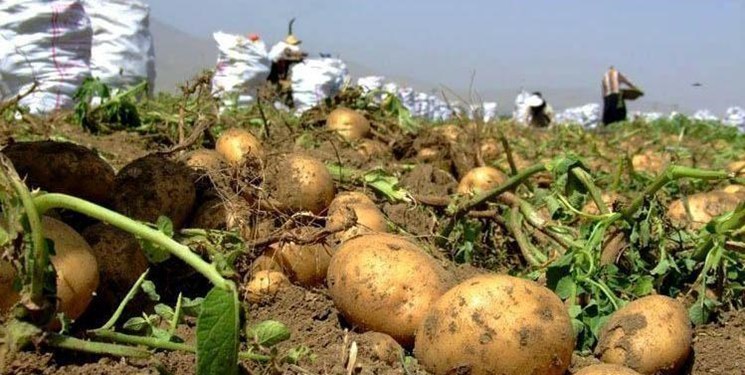 کشت سیب‌زمینی در سطح 8200 هکتار از اراضی کردستان