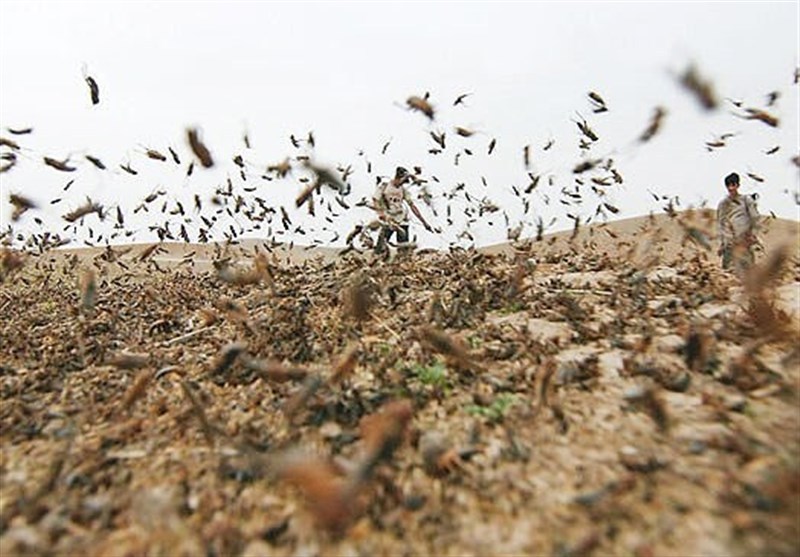 ریزش موج جدید ملخ&zwnj;های صحرایی از اوآخر خرداد ماه در استان بوشهر/مبارزه مشترک با کانون&zwnj;های ملخ در نقاط مرزی
