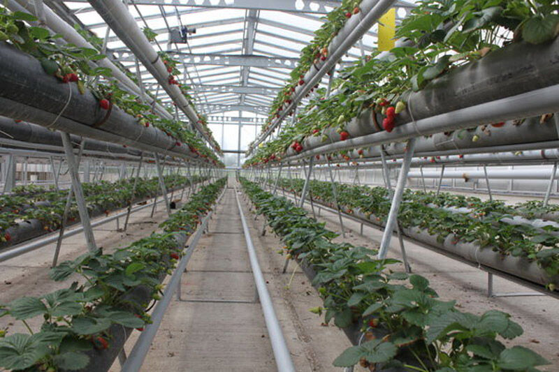 ۴۹ طرح عمرانی و تولیدی کشاورزی در استان سمنان افتتاح میشود ۴۹ طرح عمرانی و تولیدی کشاورزی در استان سمنان افتتاح میشود