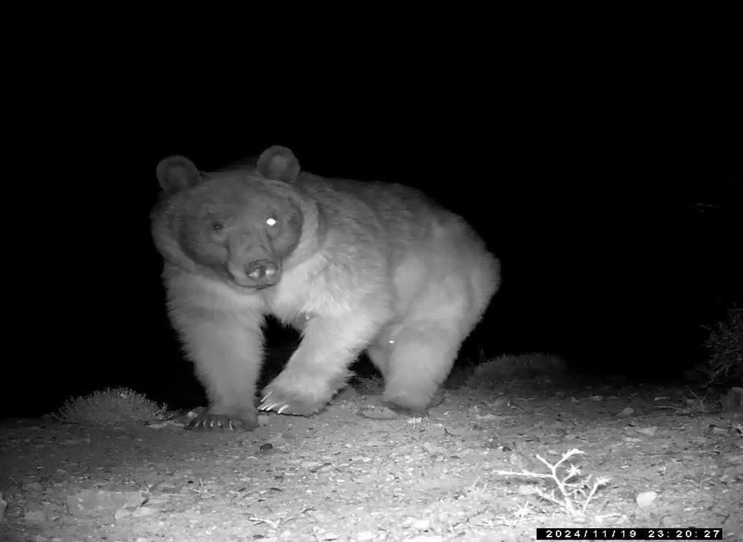 کشف گونههای نادر در شهرستان سرچهان/ثبت گربه وحشی و خرس قهوهای کشف گونههای نادر در شهرستان سرچهان/ثبت گربه وحشی و خرس قهوهای