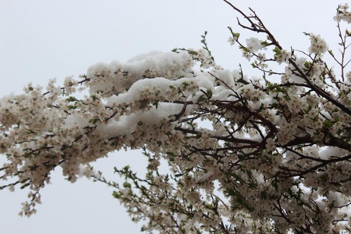 تابناک گزارش میدهد| عدم حمایت کاربردی و اصولی مسؤلین از کشاورزان زخمی عمیق بر تن باغداران