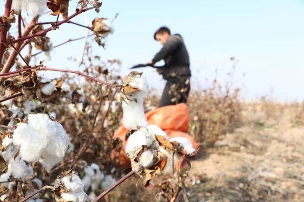 پنبه می‌تواند بار دیگر به جایگاه شایسته خود در کشاورزی ایران بازگردد