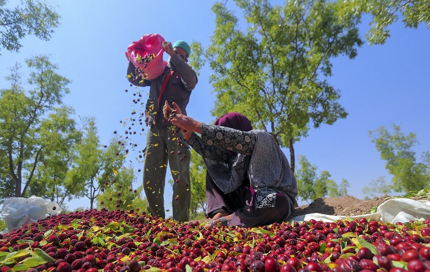 عناب پشت درهای بسته صنایع تبدیلی/ دارویی با ارزش بالا که خامفروشی میشود عناب پشت درهای بسته صنایع تبدیلی/ دارویی با ارزش بالا که خامفروشی میشود