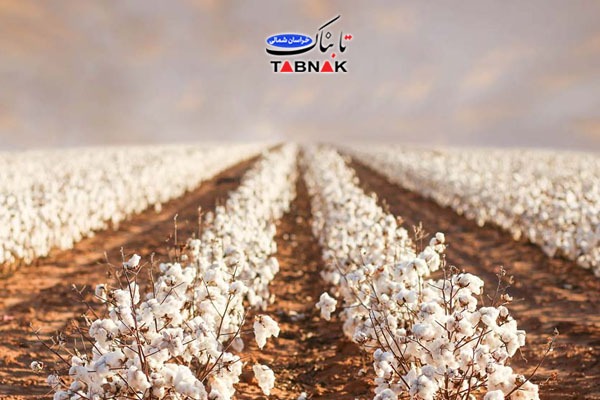 رشد چشمگیر کشت پنبه در خراسان شمالی/پیشبینی تولید ۲۰ هزار تن و برنامه توسعه تا ۱۰ هزار هکتار رشد چشمگیر کشت پنبه در خراسان شمالی/پیشبینی تولید ۲۰ هزار تن و برنامه توسعه تا ۱۰ هزار هکتار